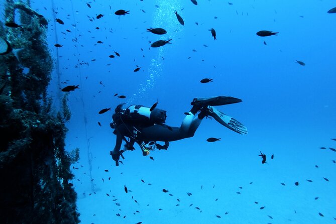 2 Scuba Fun Dives for Certified divers in St Paul's Bay - Malta below the surface, with two chances to explore