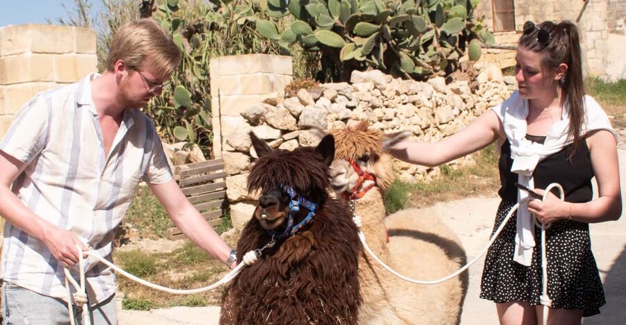 Gozo Alpaca Walks : with feeding and farm visit - Five things to know before you go