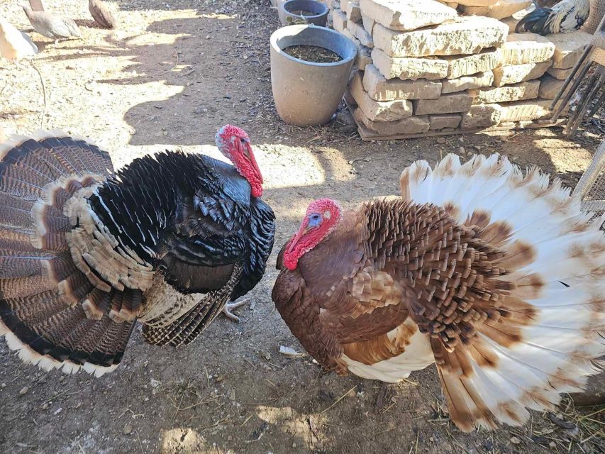 Gozo Alpaca Walks : with feeding and farm visit - FAQ