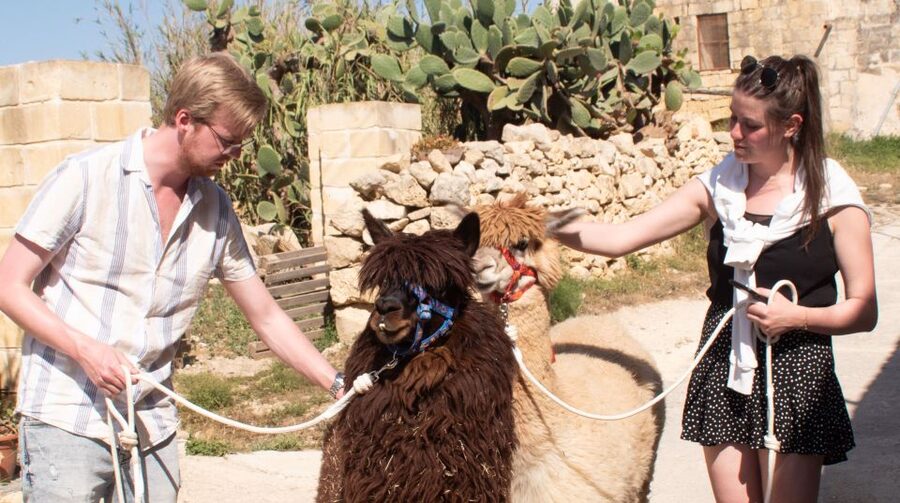 Gozo Alpaca Walks : with feeding and farm visit - Meeting your alpaca at Razzett Alpaca