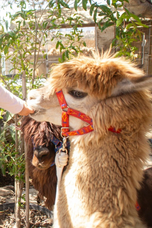 Gozo Alpaca Walks : with feeding and farm visit - Feeding time back at the farm