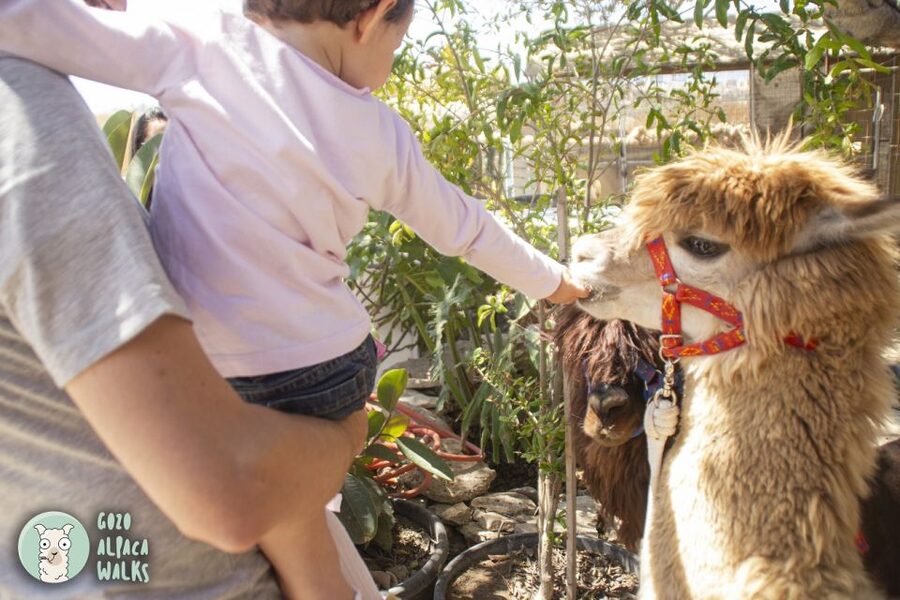 Gozo Alpaca Walks : with feeding and farm visit - Meeting Tom, the goats, rabbits, and birds