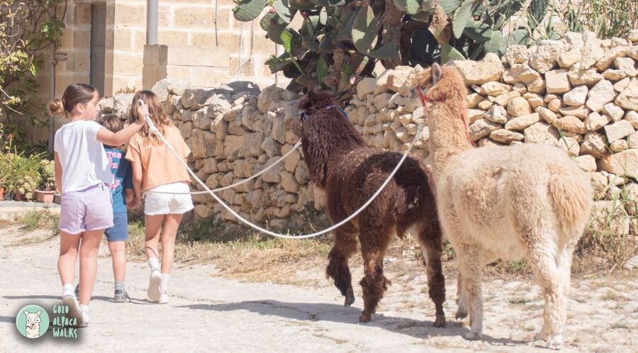 Gozo Alpaca Walks : with feeding and farm visit - How much value do you get for $71?