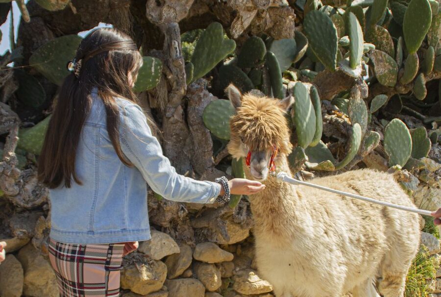 Gozo Alpaca Walks : with feeding and farm visit - Who will enjoy this most?