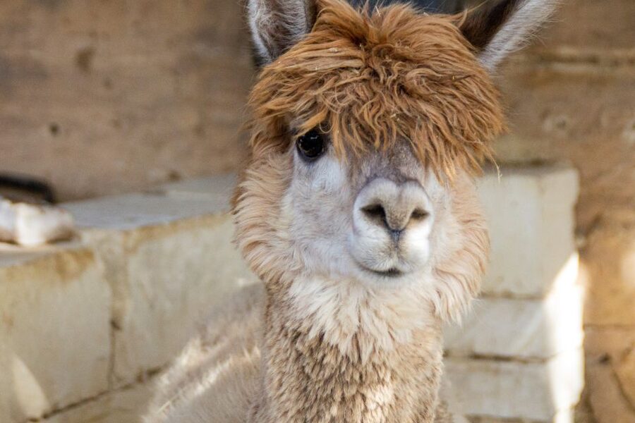 Gozo Alpaca Walks : with feeding and farm visit - Is the one-hour alpaca walk worth booking?
