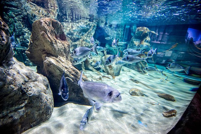 Malta National Aquarium Entrance Ticket - Mediterranean fish and Maltese sea life