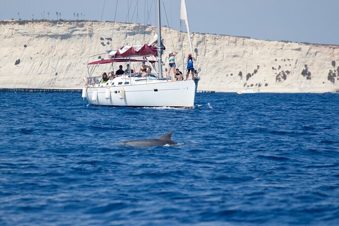 Private Marine Life Spotting - Dolphin watching EcoMarine Malta - Key points to know before you sail