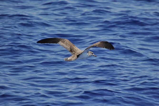 Private Marine Life Spotting - Dolphin watching EcoMarine Malta - Weather, minimum numbers, and cancellation rules