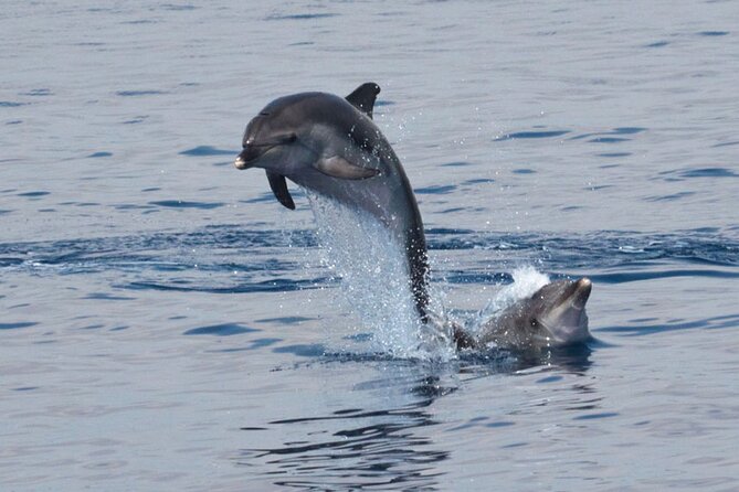 Private Marine Life Spotting - Dolphin watching EcoMarine Malta - What the full-day route can include