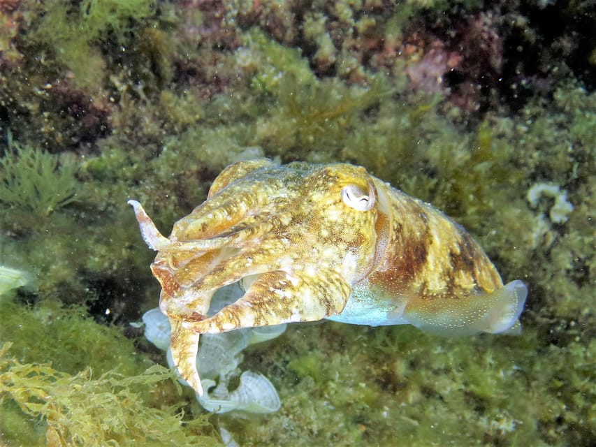 SSI Try Scuba Diving in the sea - Why the small group changes the experience