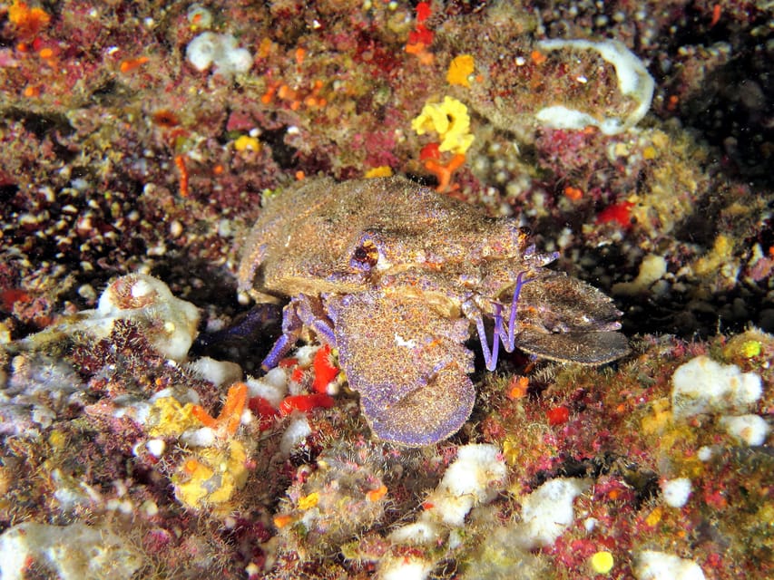 SSI Try Scuba Diving in the sea - Is $58 a fair price?