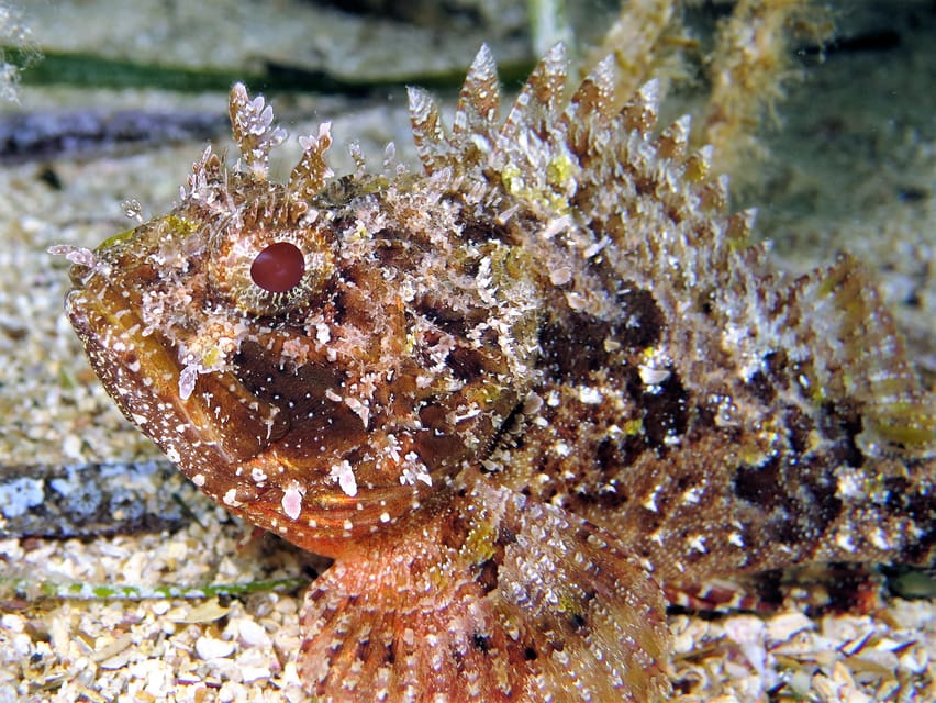 SSI Try Scuba Diving in the sea - The safety briefing comes first