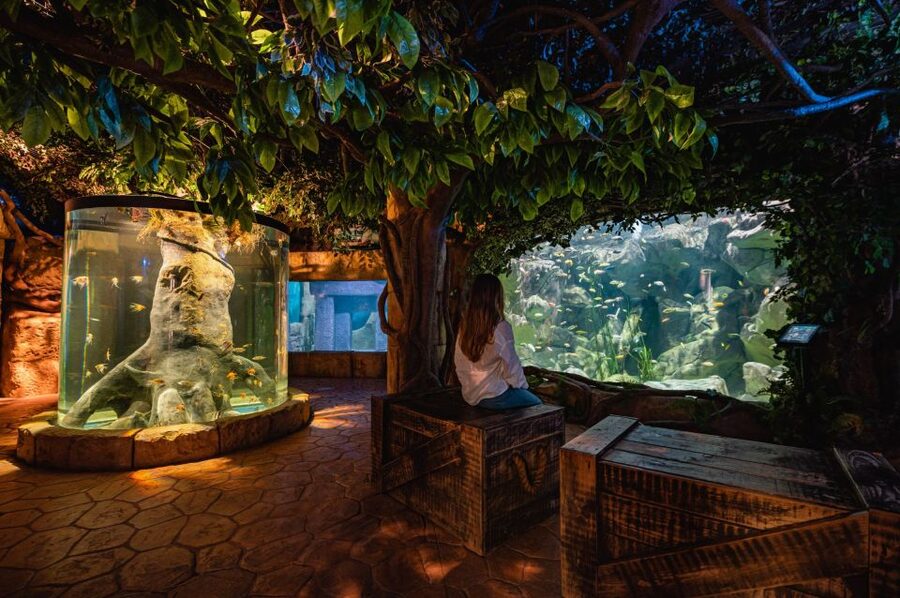 St Paul's Bay: Malta National Aquarium Entry Ticket - The main tank tunnel is the star attraction