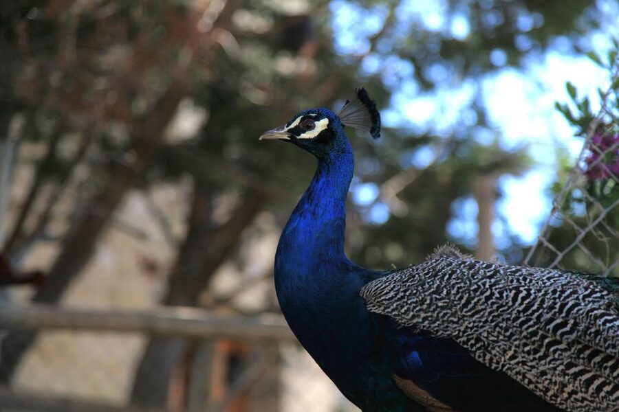 The Limestone Heritage Park and Gardens (Entry Ticket) - Start with the audio-visual presentation
