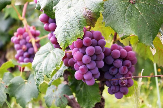 The Taste of Malta Artisan Wine Pairing - Key points before you book