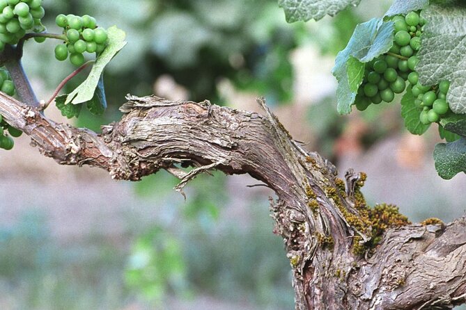 The Taste of Malta Artisan Wine Pairing - What 75 minutes gives you