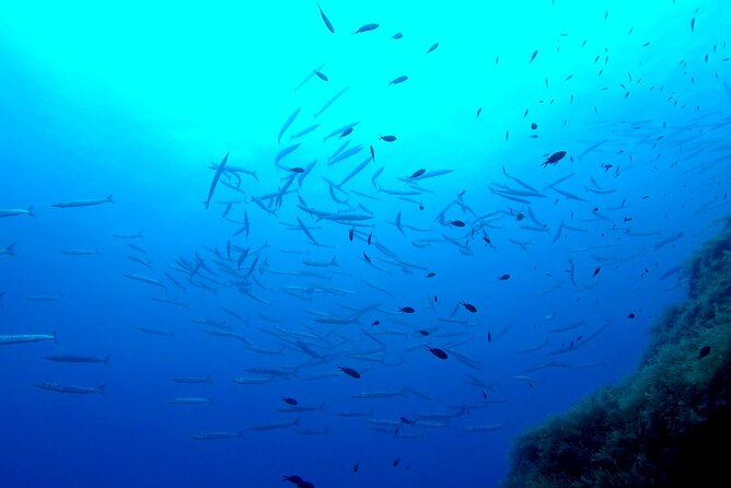 Two Morning Dives in Gozo for Certified Diver - Who should book this experience